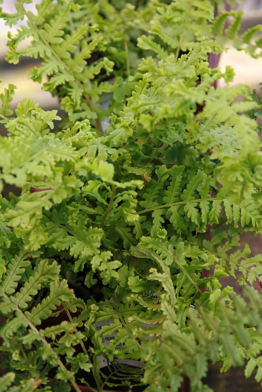 Crested Male Fern