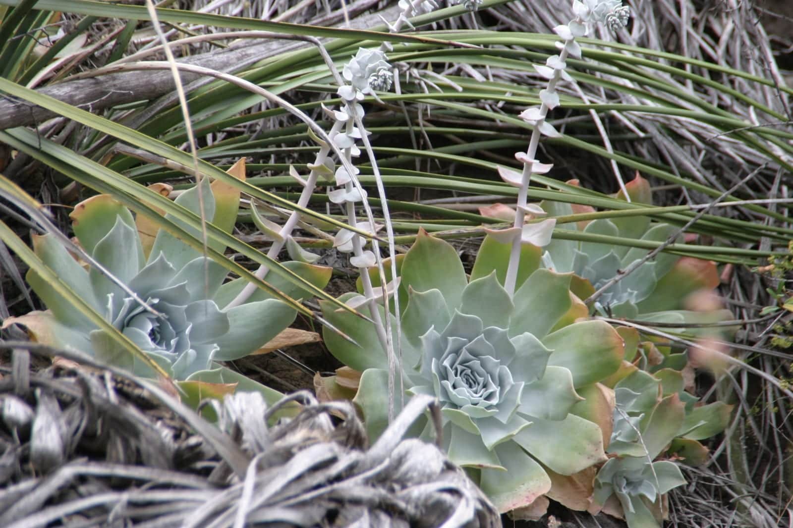 Chalk Dudleya