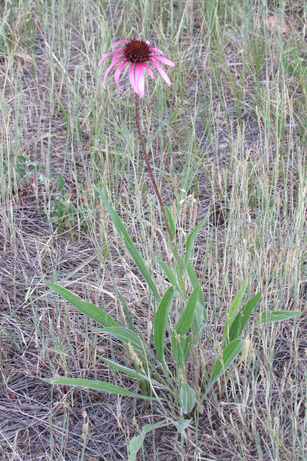 Narrowleaf Coneflower