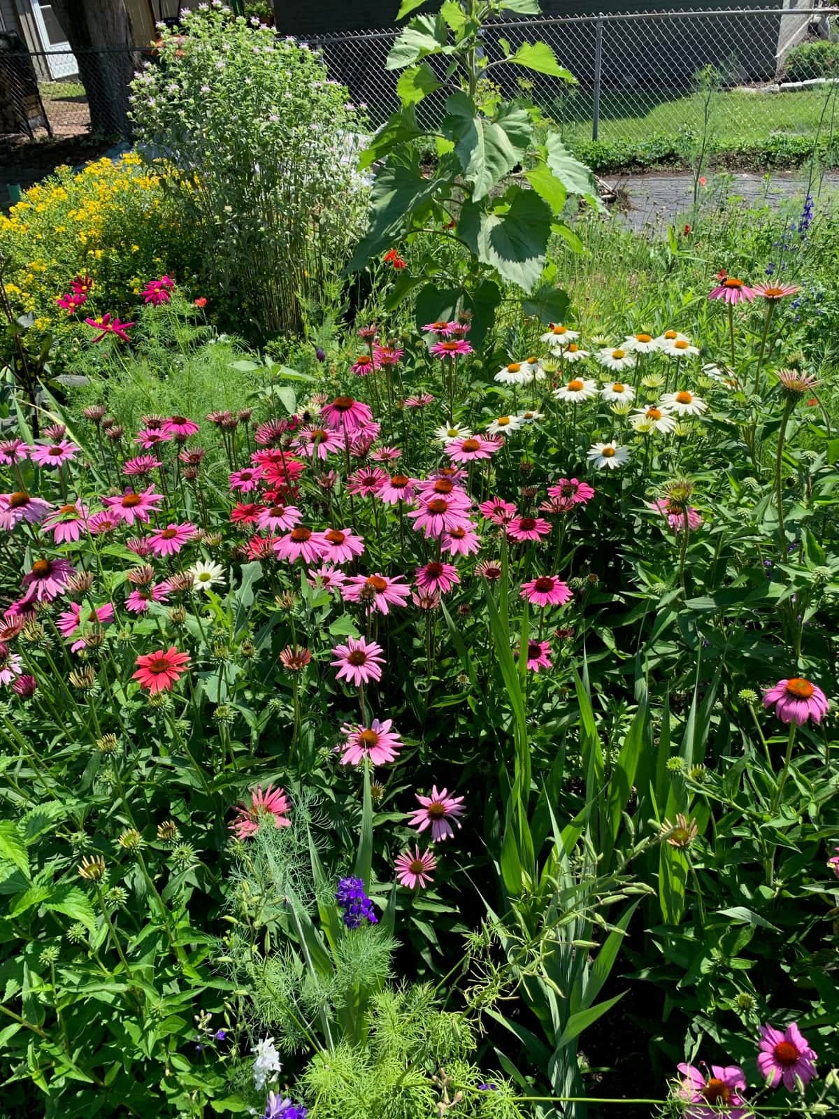 Coneflower