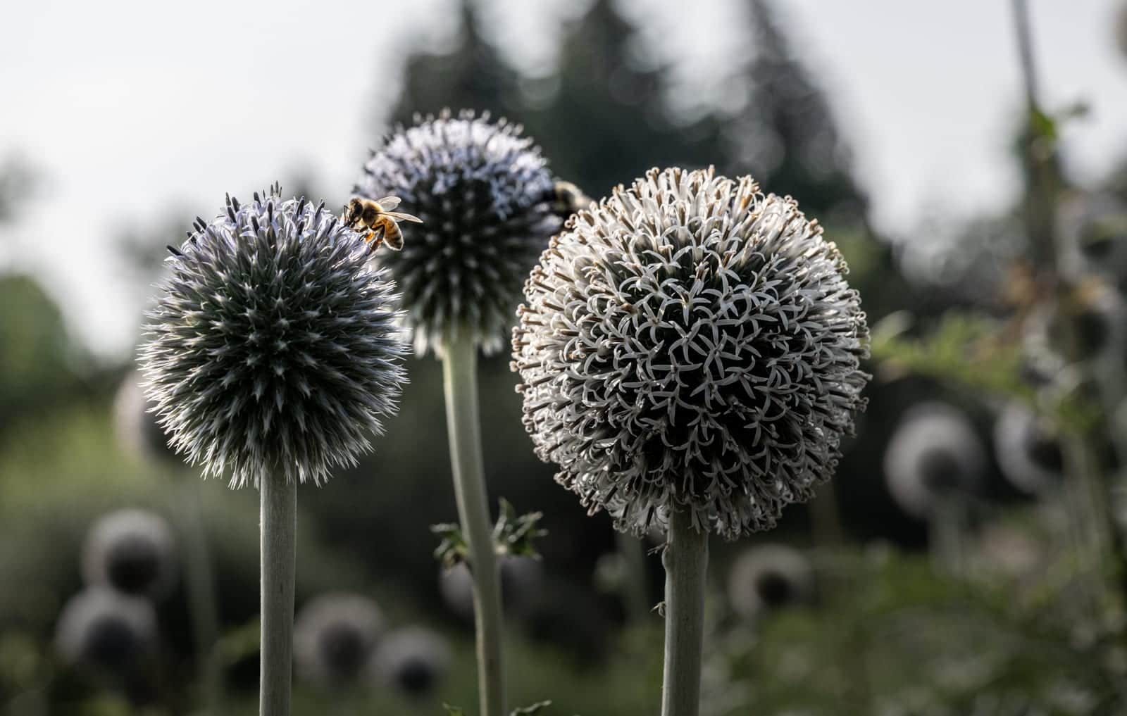Globe Thistle