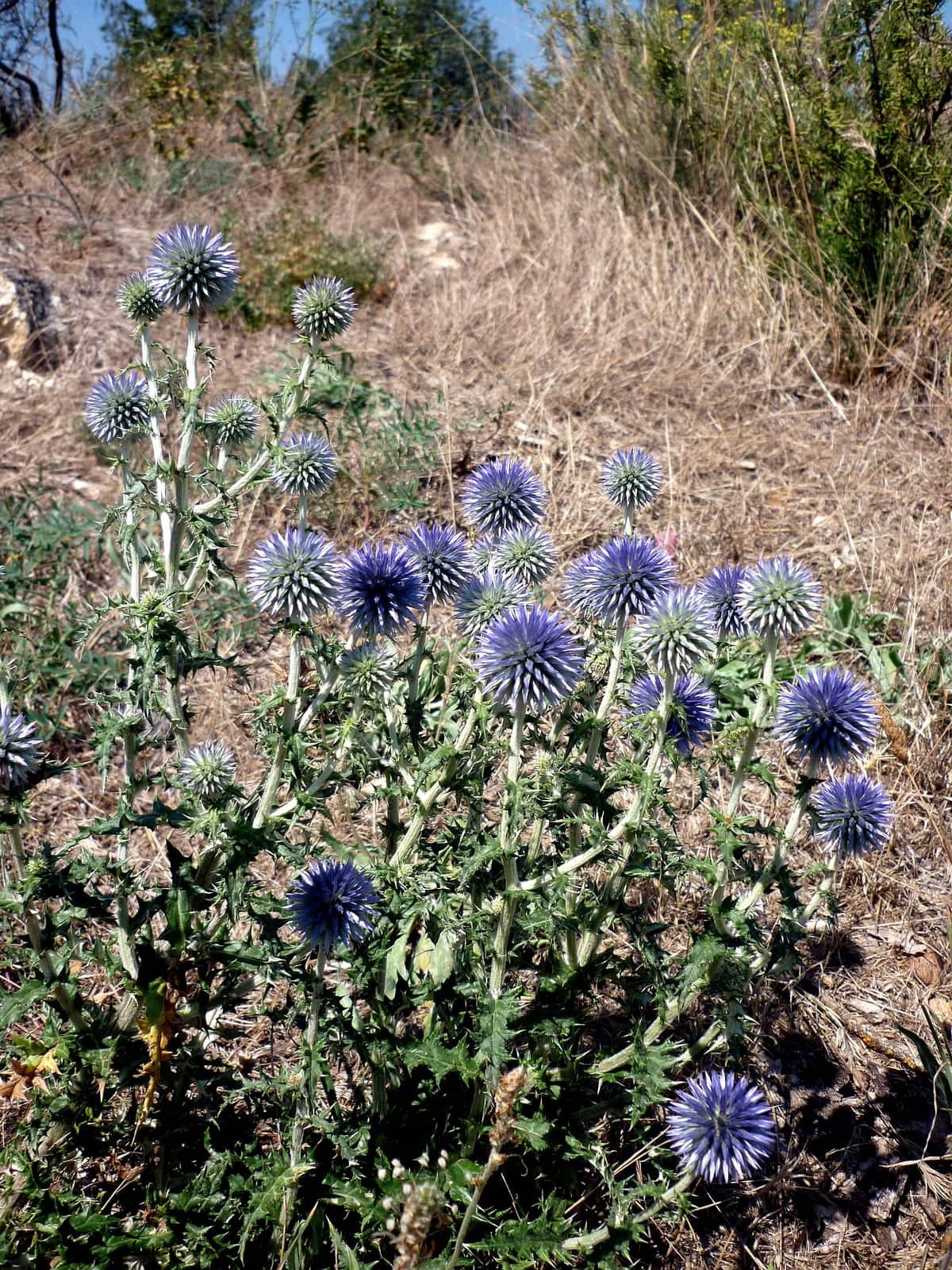 Globe Thistle 'Veitch's Blue'