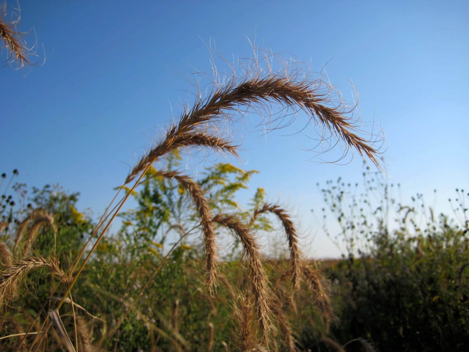 Canada Wild Rye