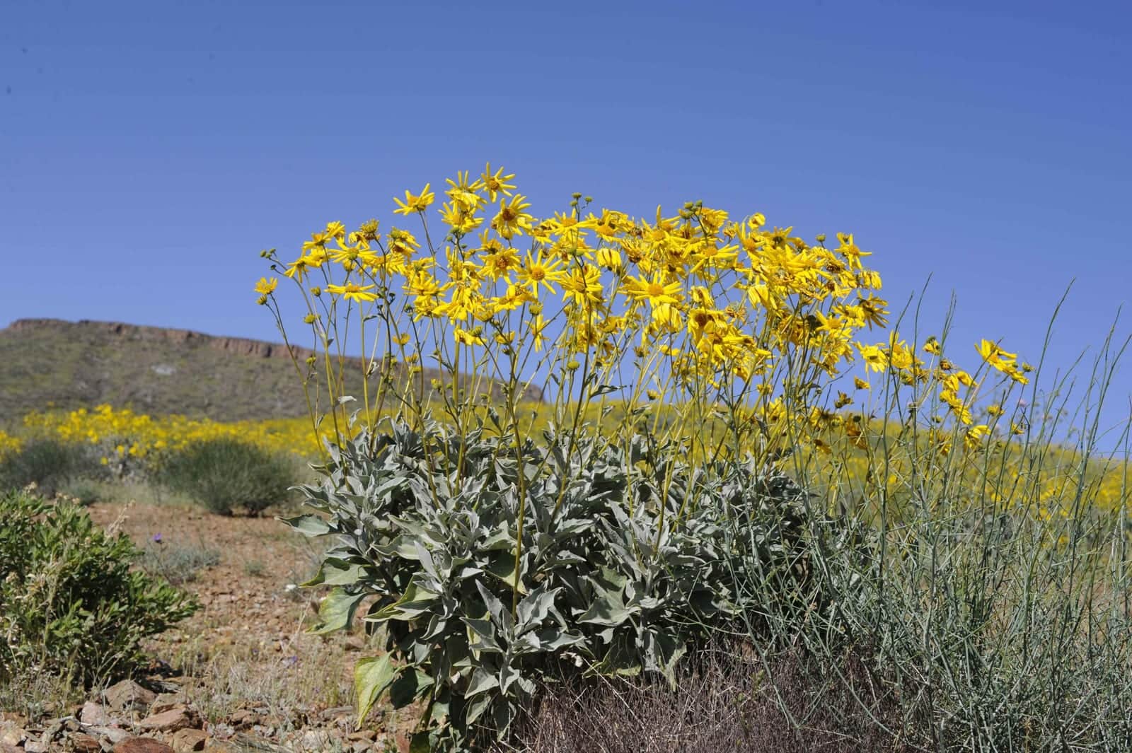 Brittlebush