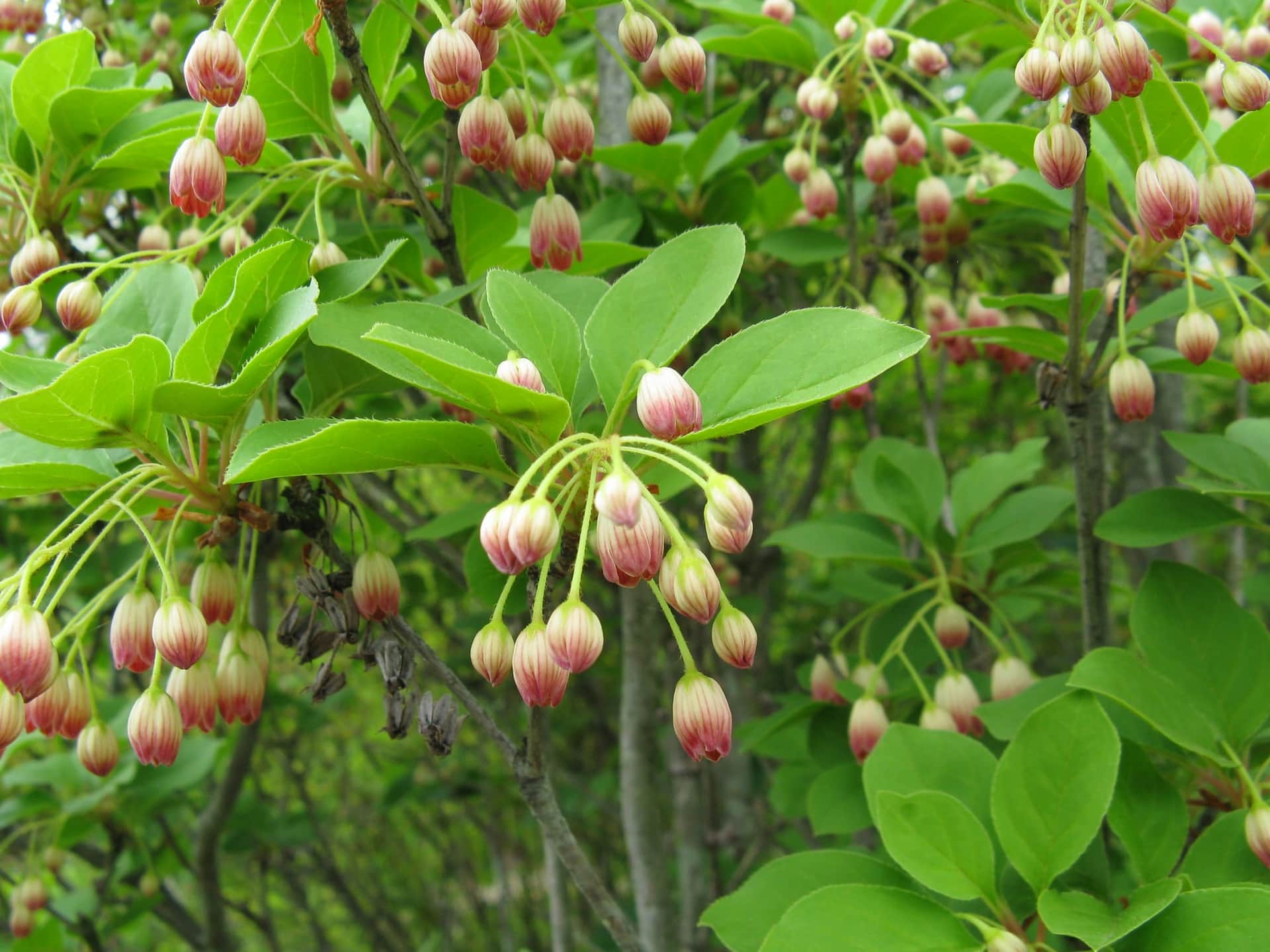 Redvein Enkianthus