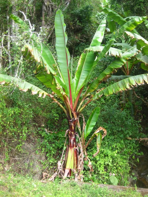 Abyssinian Banana