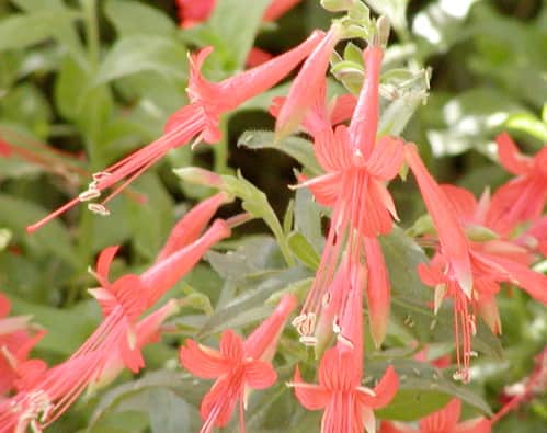 California Fuchsia