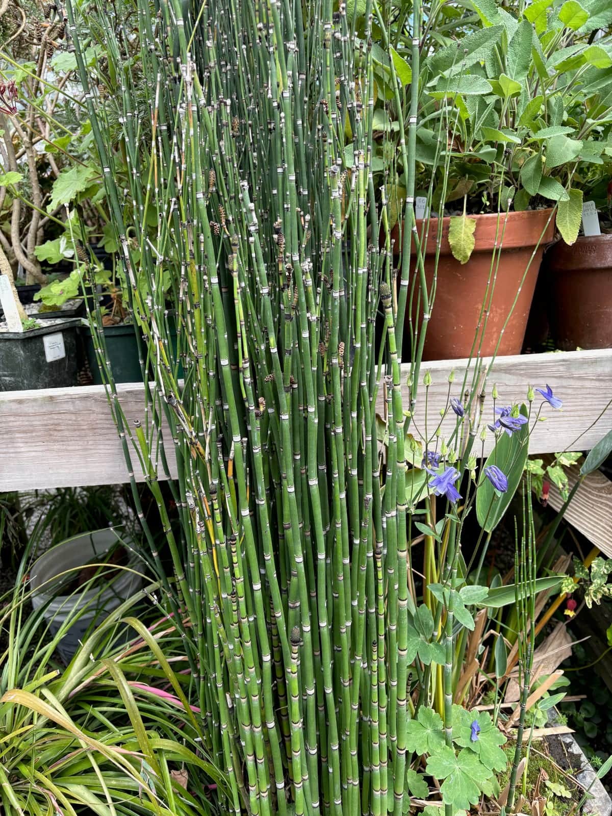 Horsetail