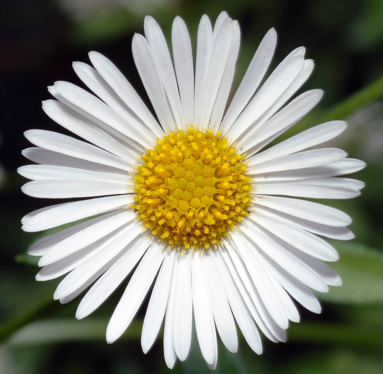 Santa Barbara Daisy