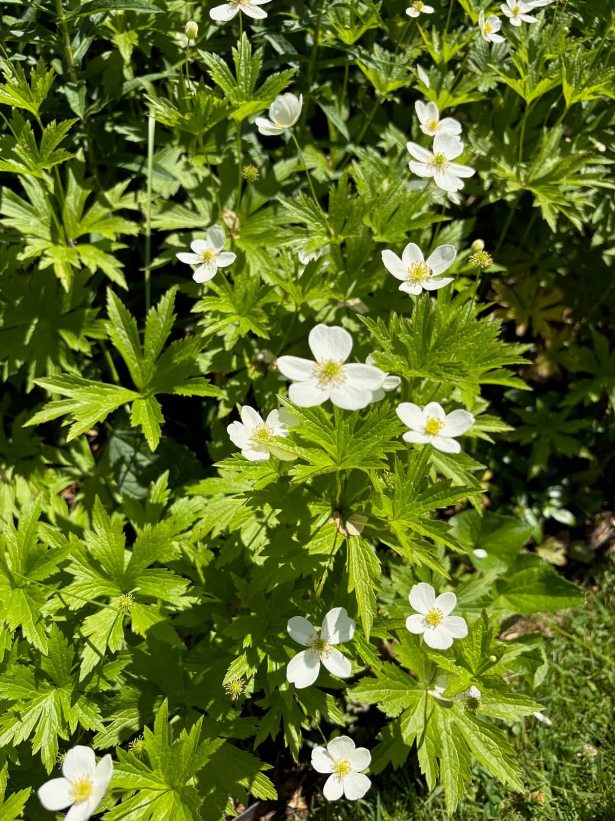 Japanese Anemone