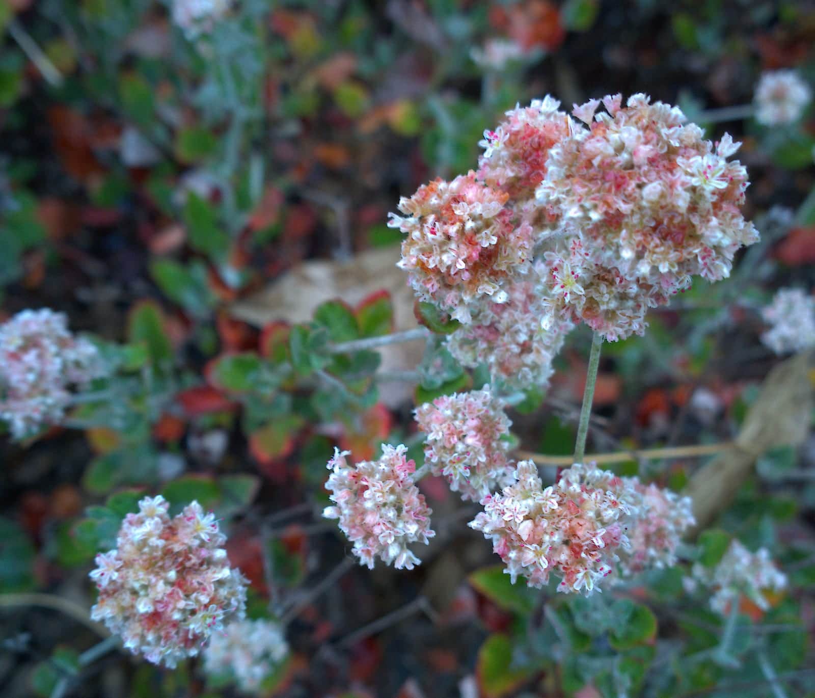 Ashyleaf Buckwheat