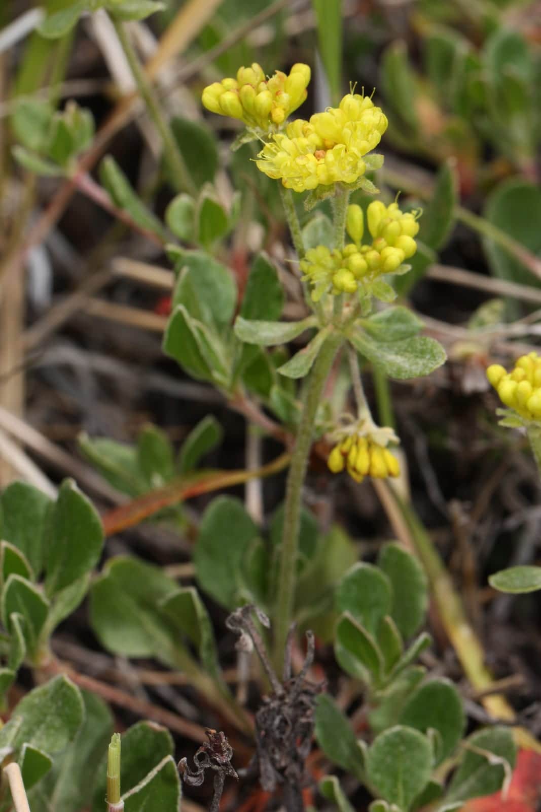 Sulphur Buckwheat