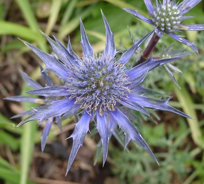 Psychic Purple Sea Holly