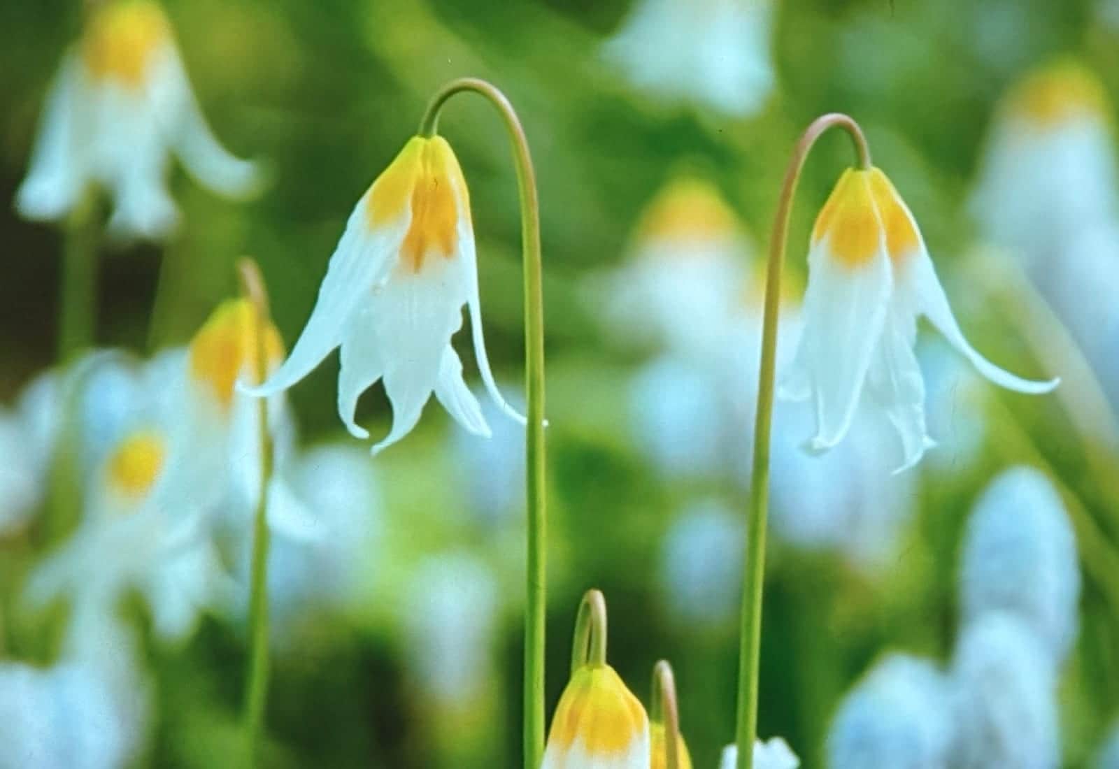 Jeanette Brickell Dog's Tooth Violet