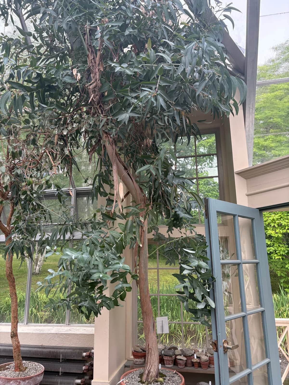 Eucalyptus