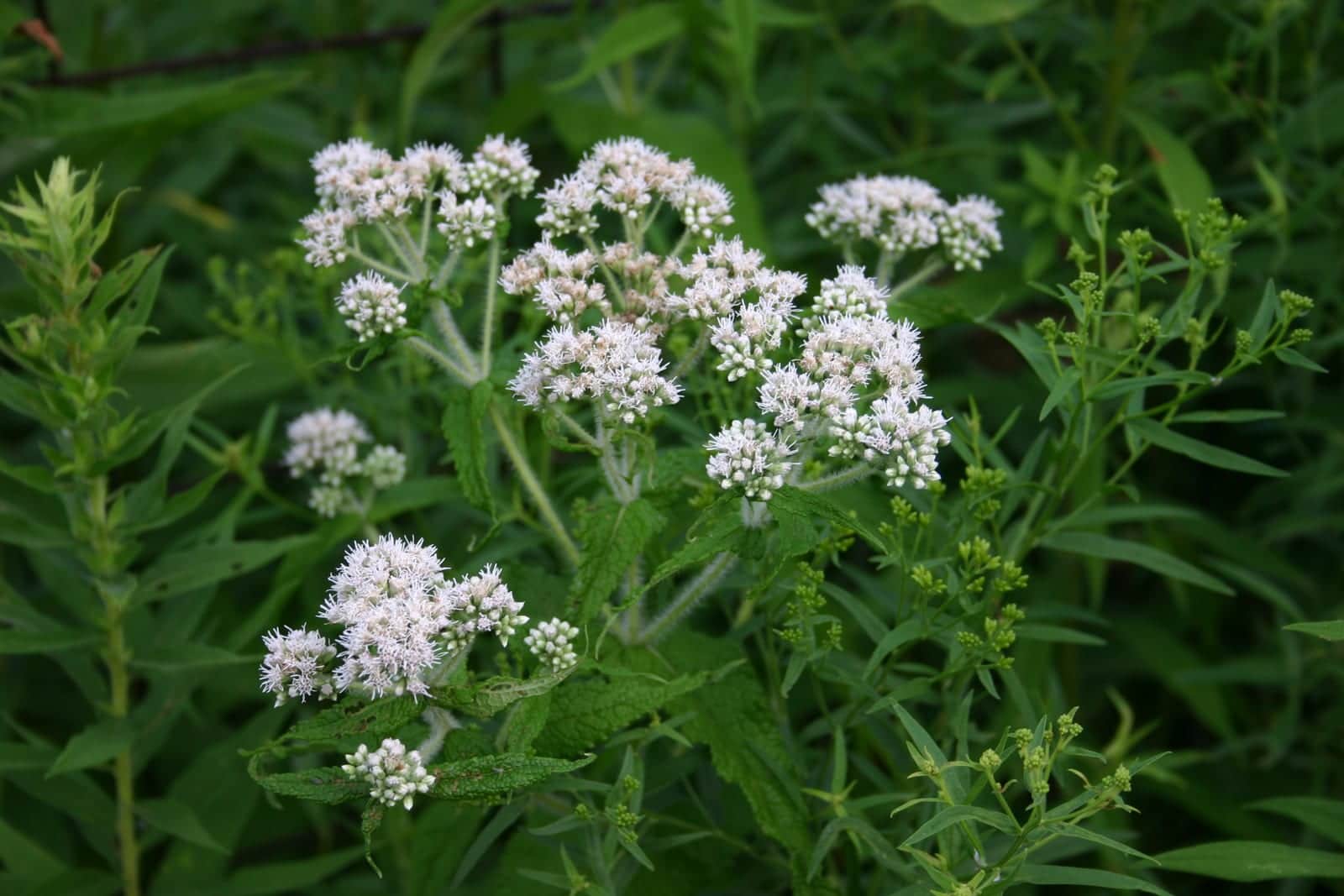 Boneset