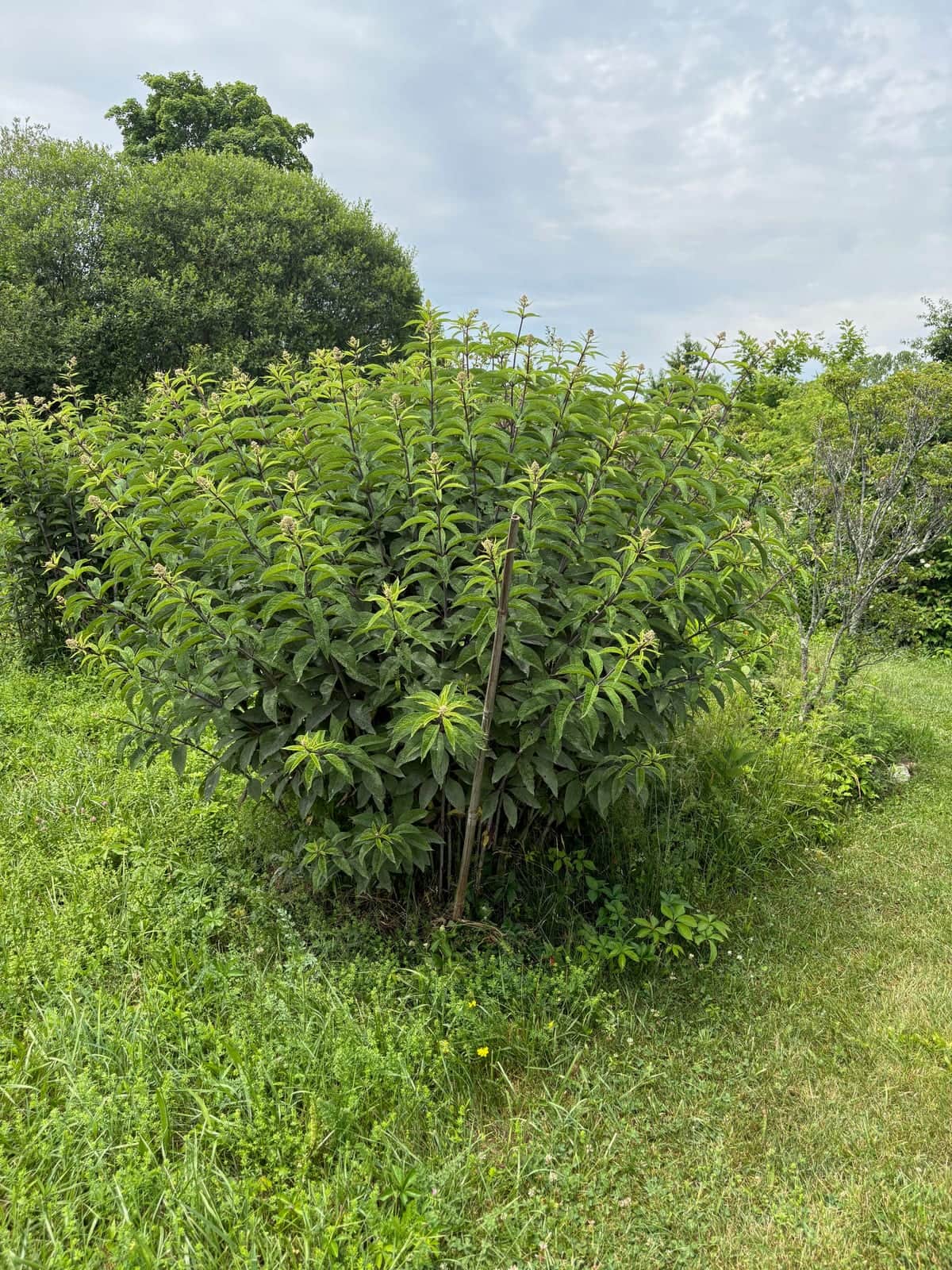 Joe Pye Weed