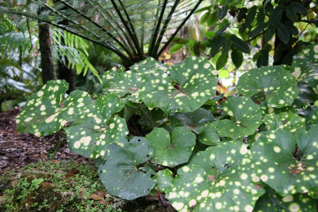 Giant Leopard Plant