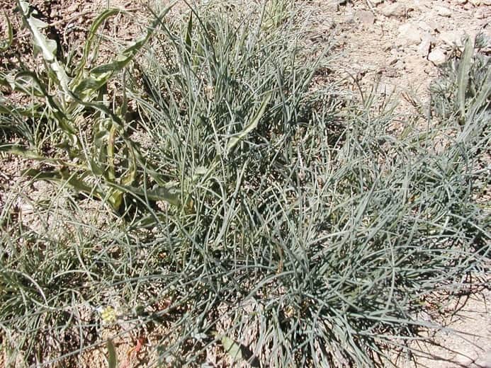 Idaho Fescue