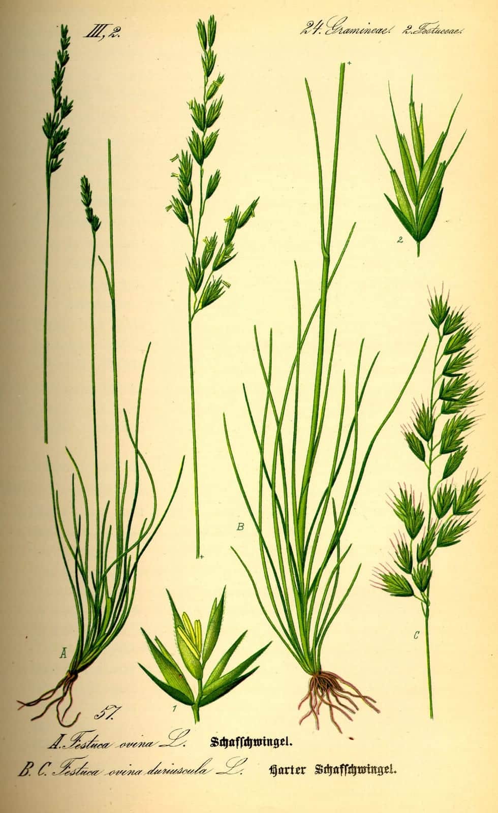 Sheep Fescue