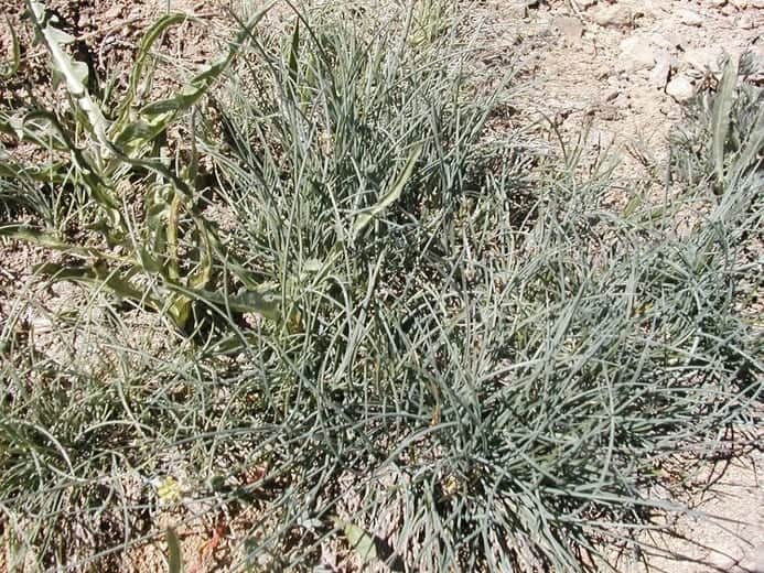 Roemer's Fescue