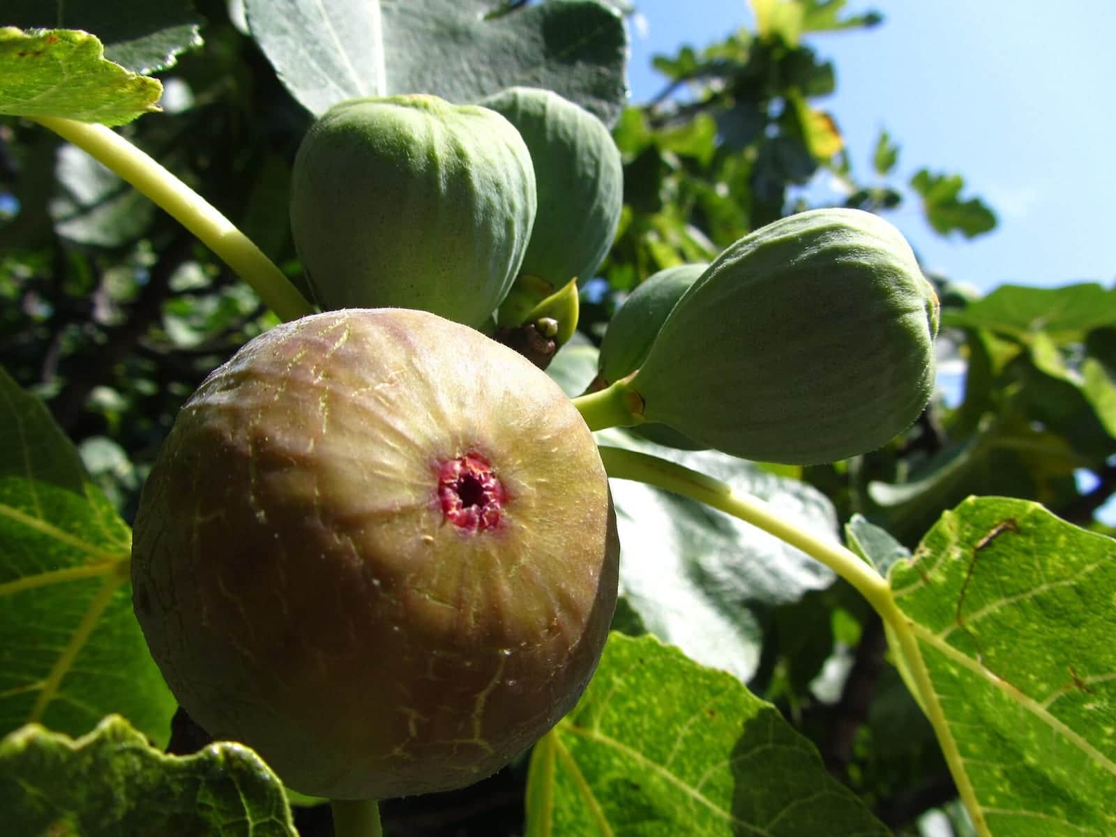 Fig 'Kadota'