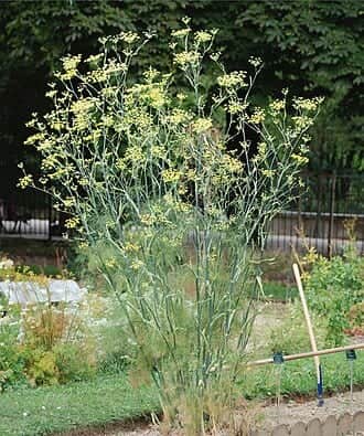 Bronze Fennel