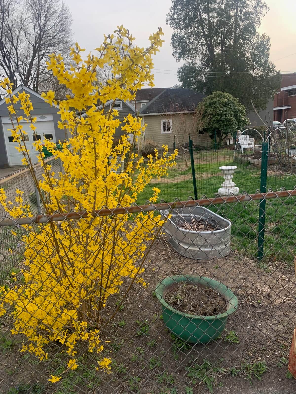 Forsythia Branch