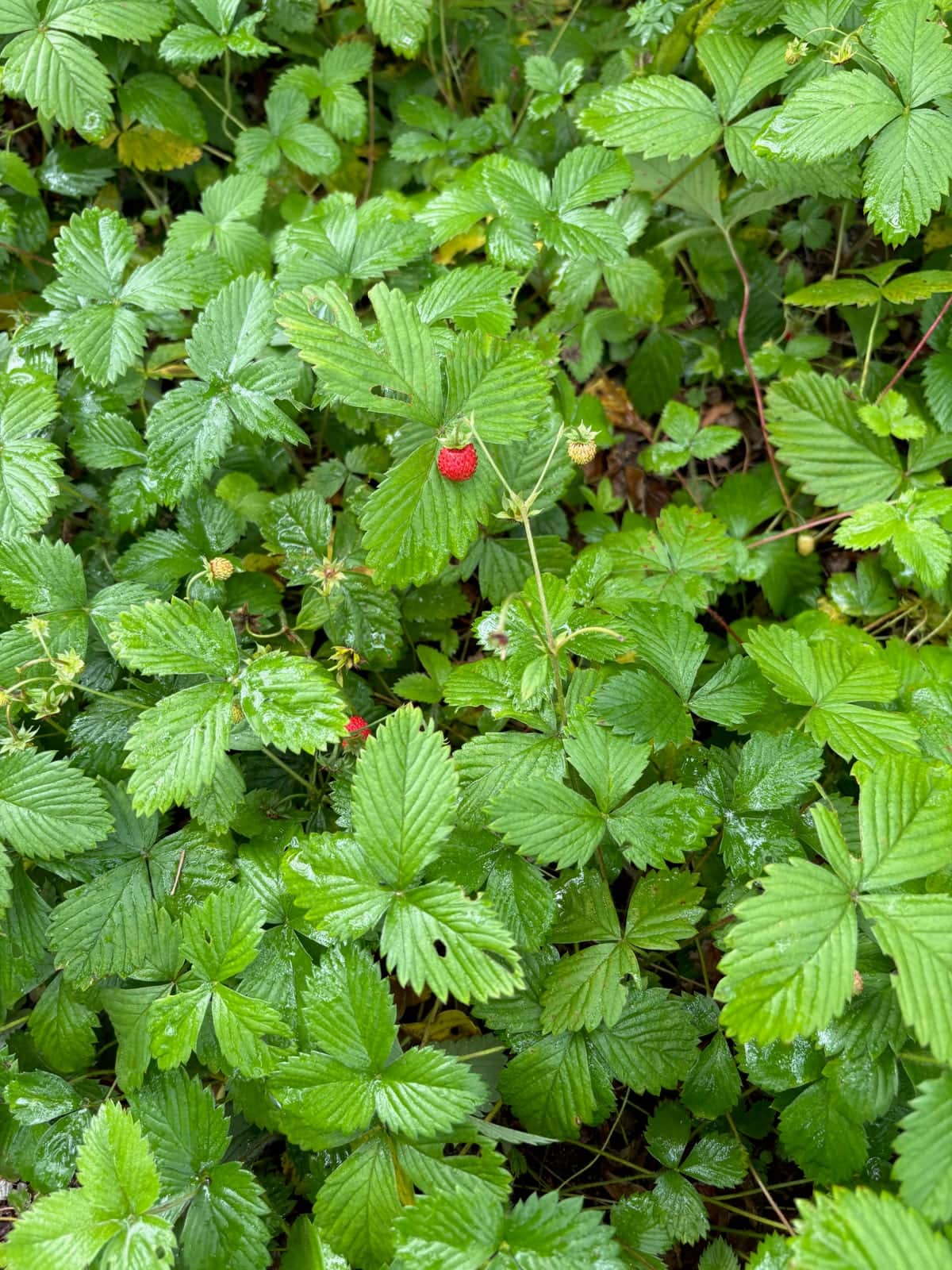Wild Strawberry