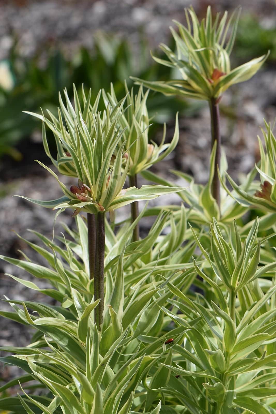 Crown Imperial 'Aureomarginata'