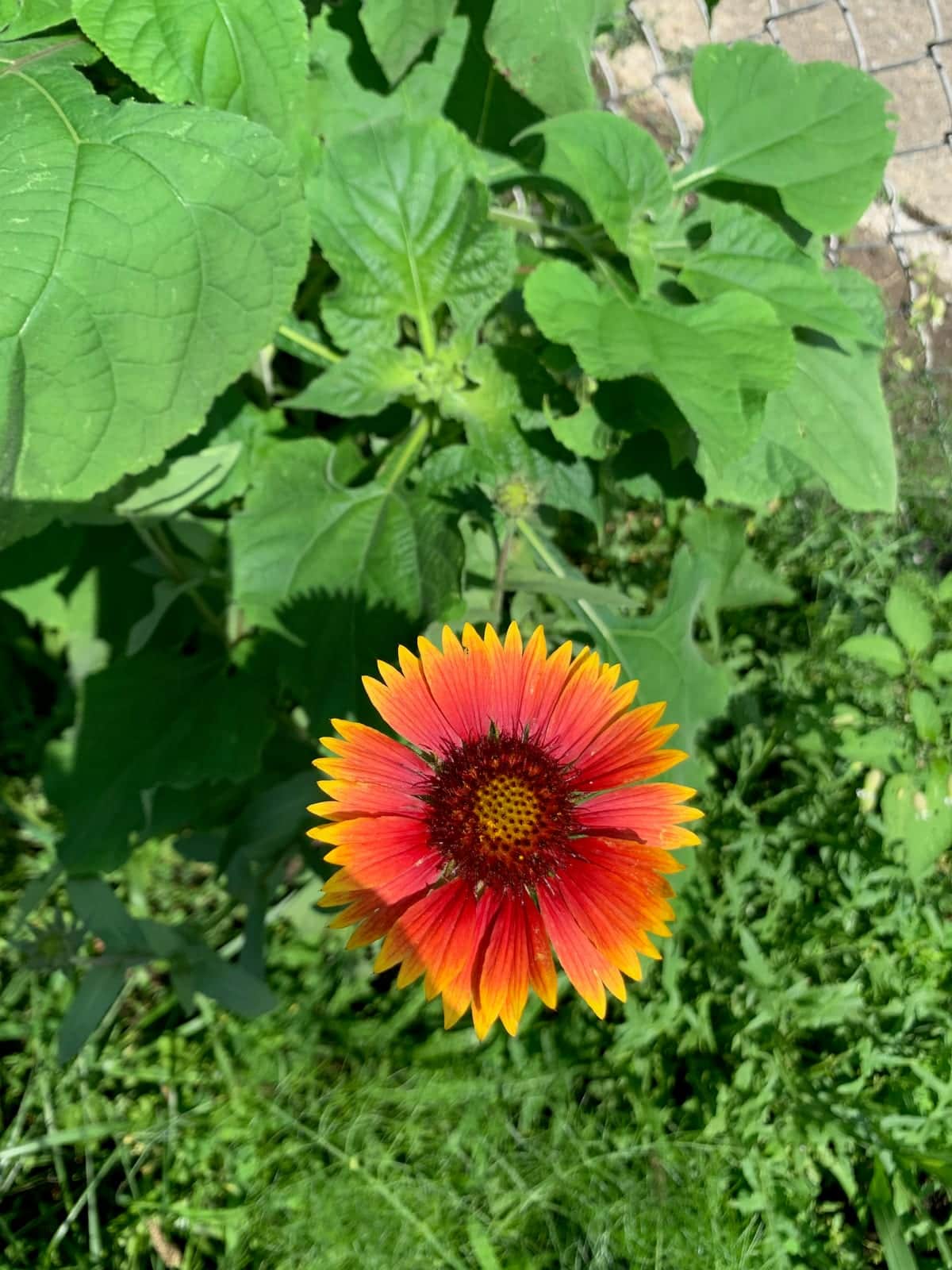 Blanketflower
