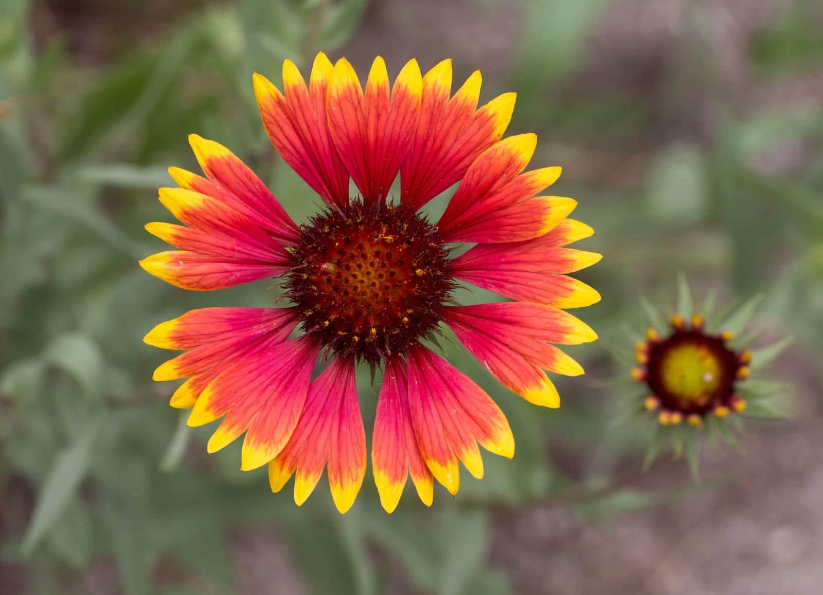Firewheel