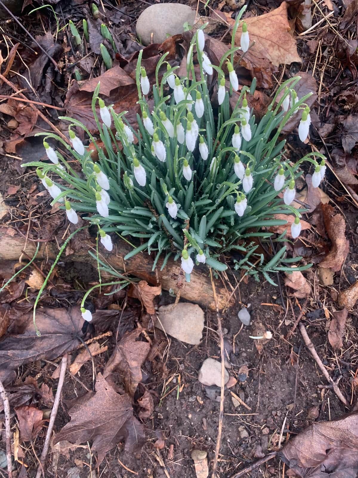 Snowdrop