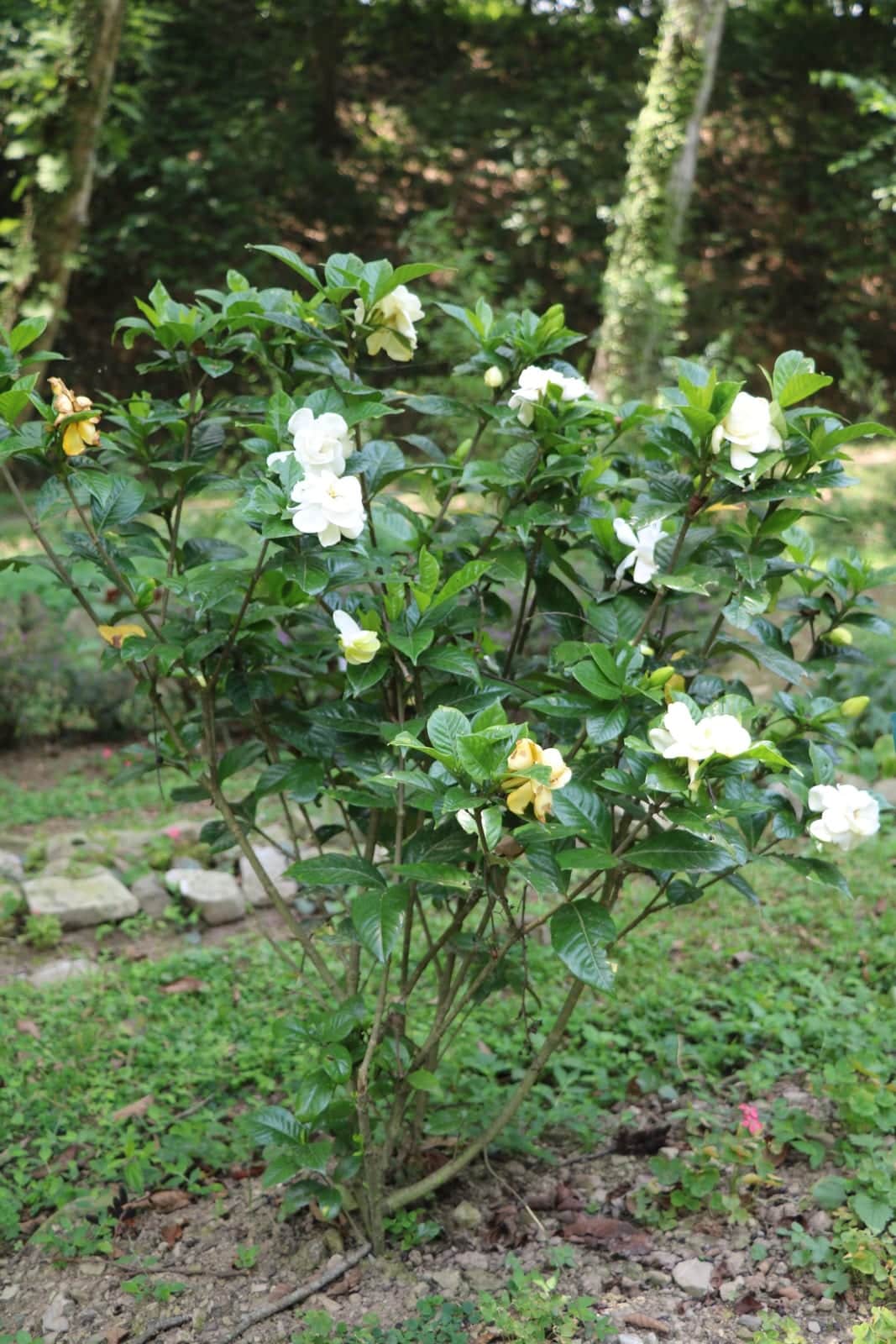 Gardenia