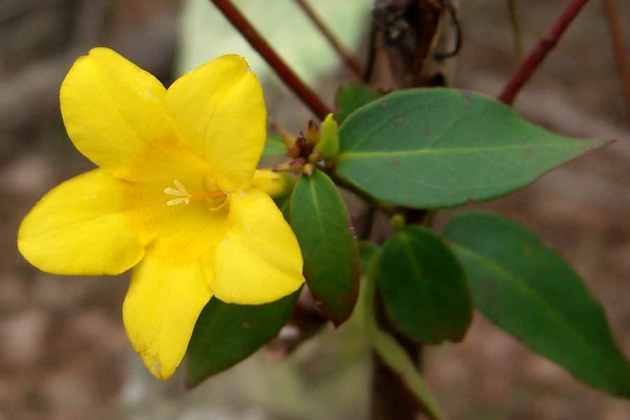 Swamp Jessamine