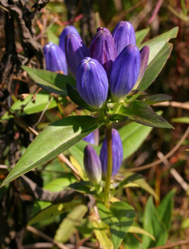 Bottle Gentian