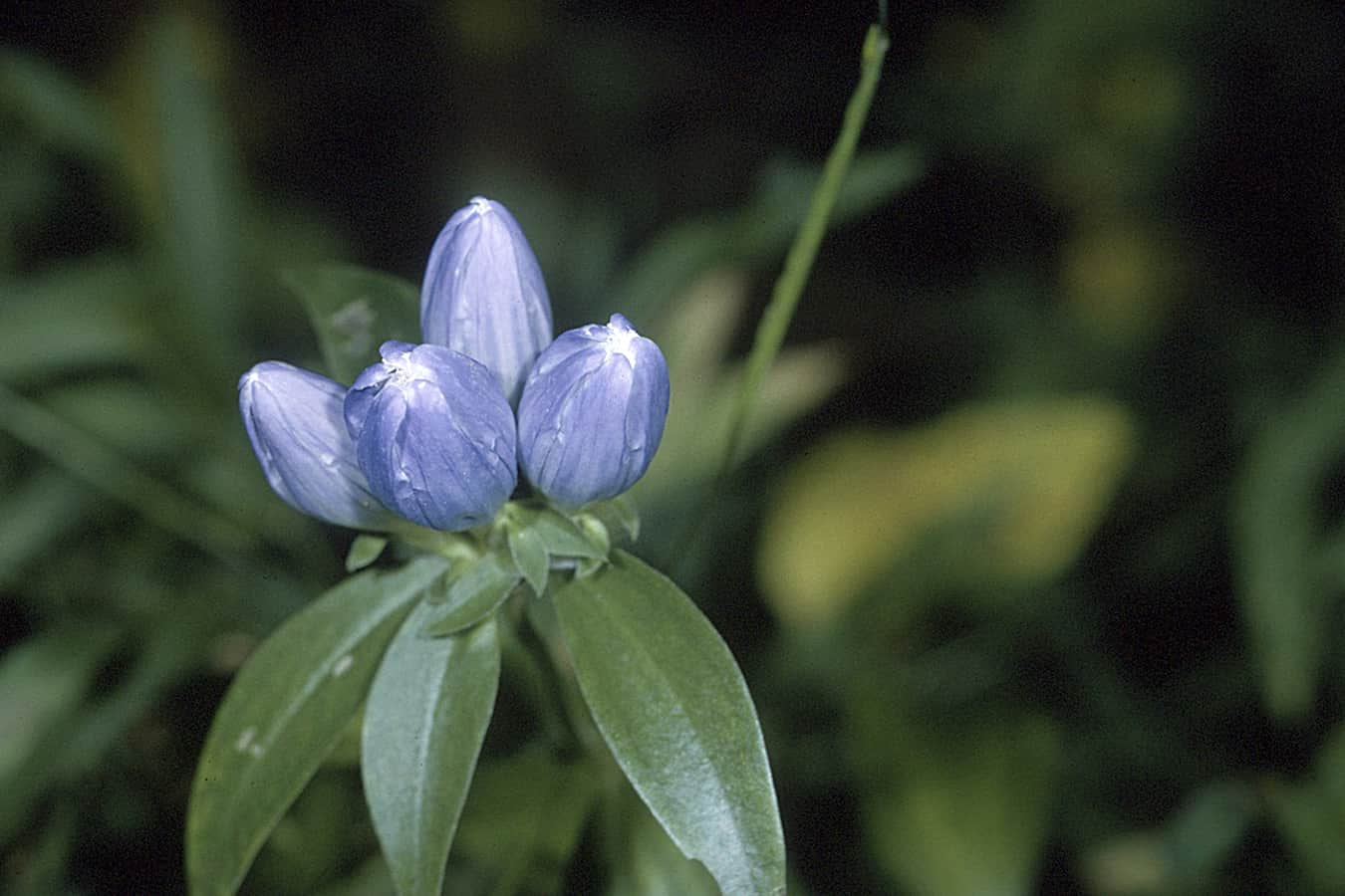 Closed Gentian