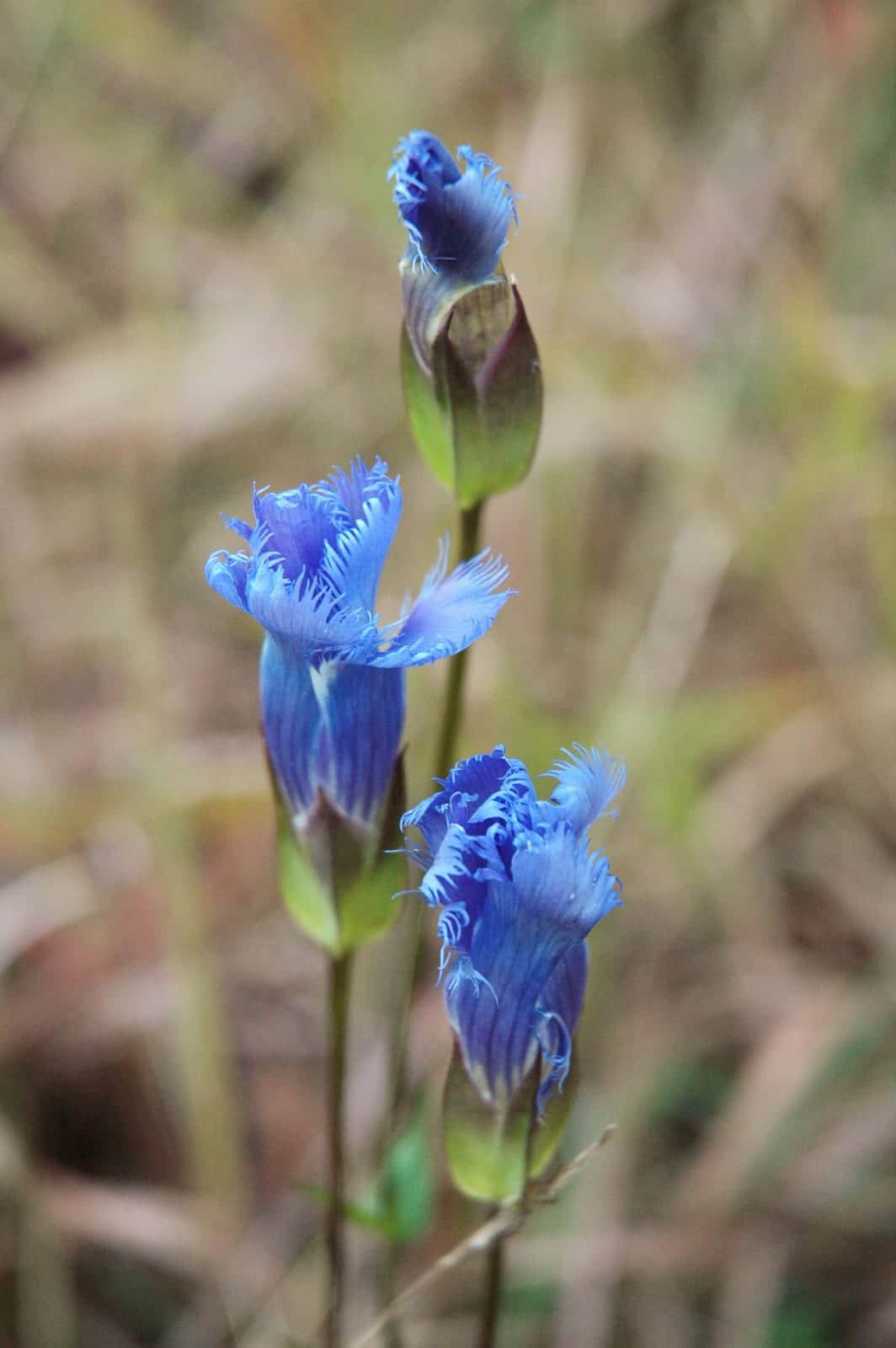 Fringed Gentian