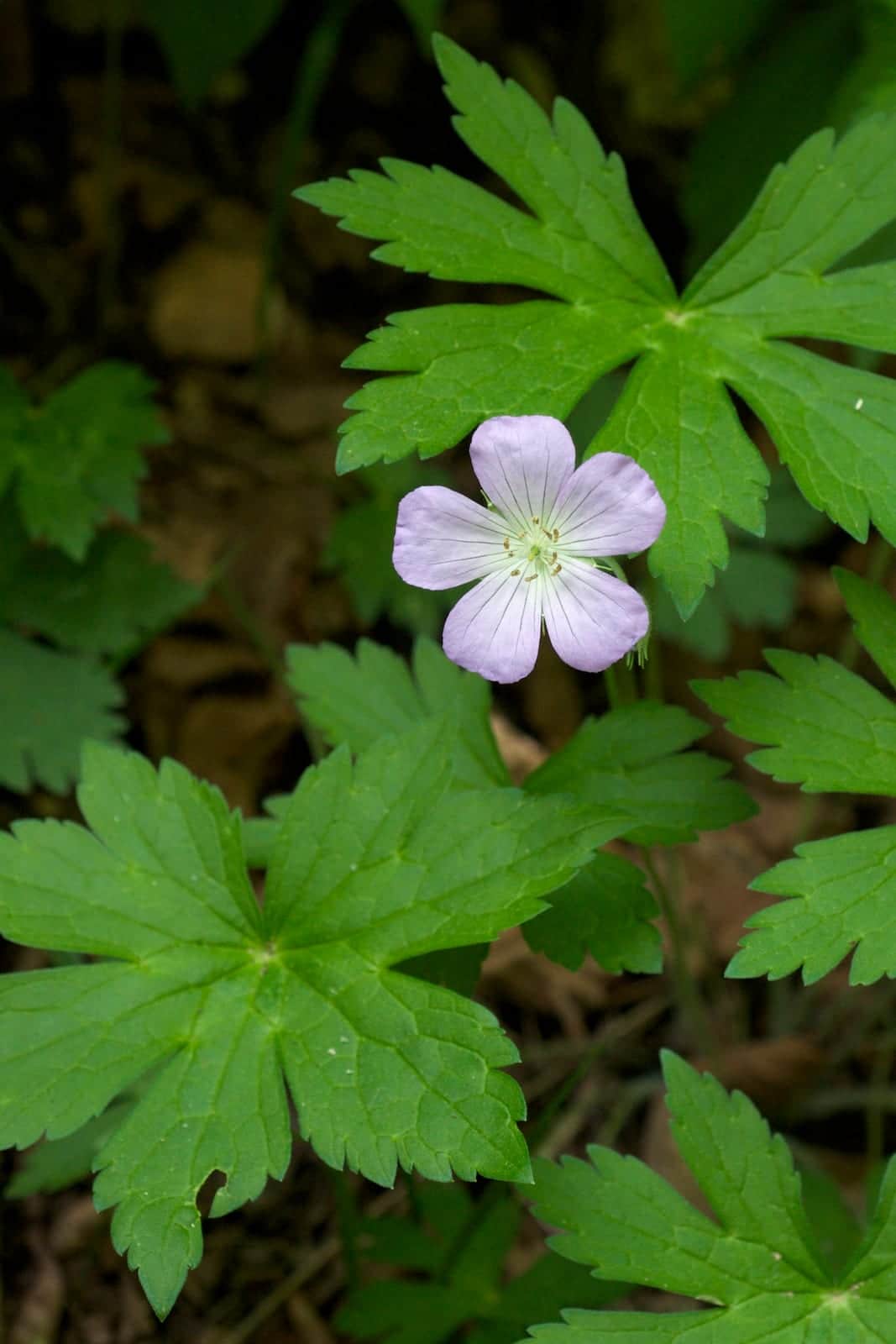 Wild Geranium