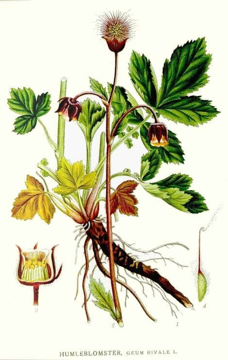 Tangerine Avens
