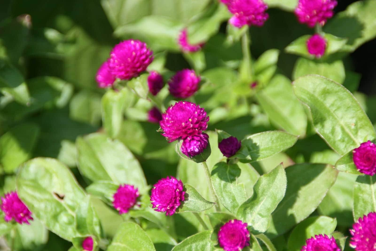 Gomphrena