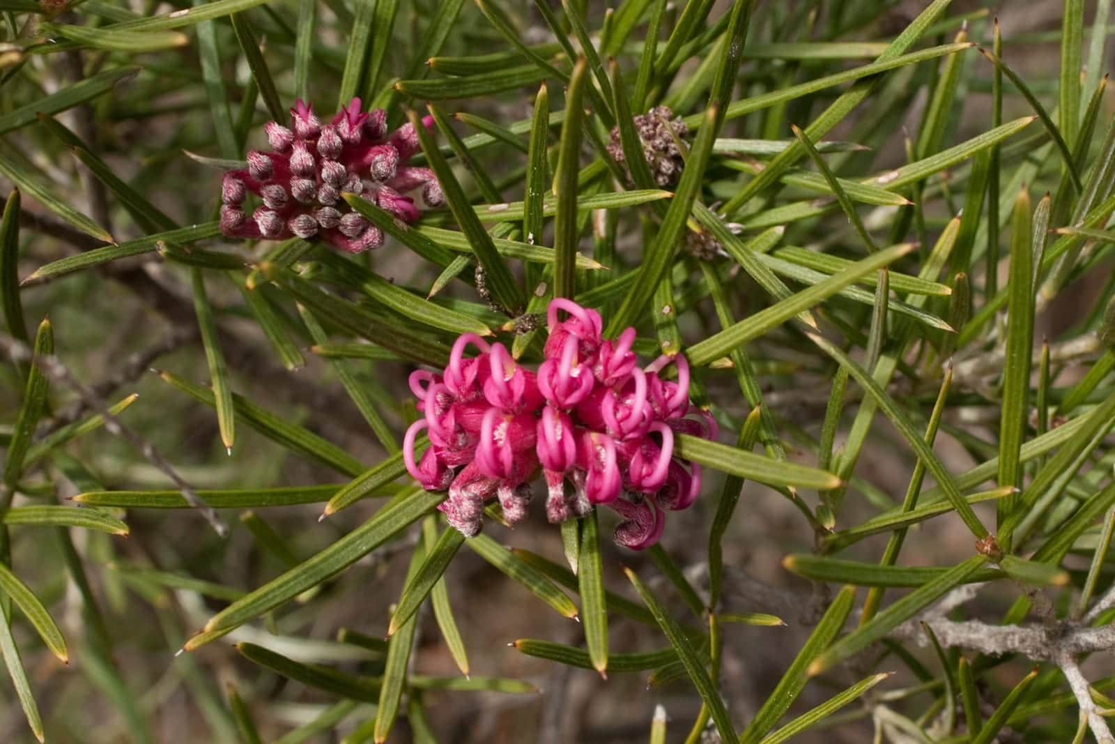 Grampians Grevillea