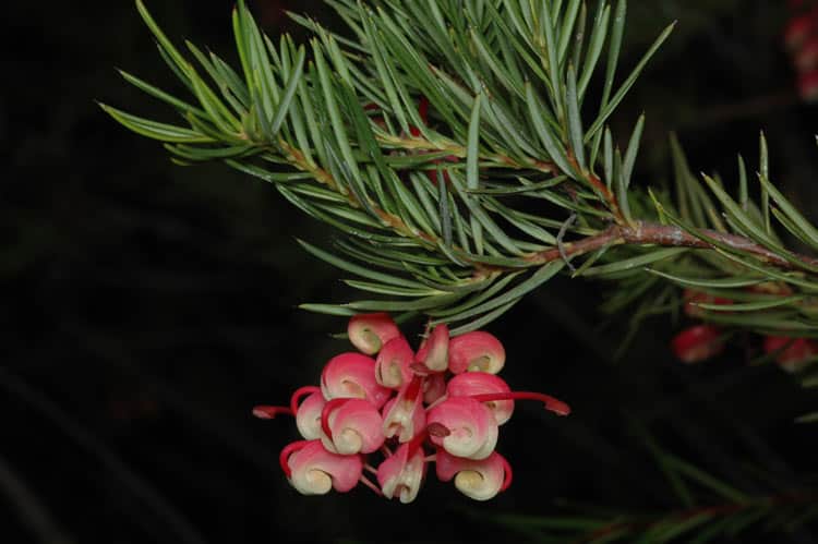 Rosemary Grevillea