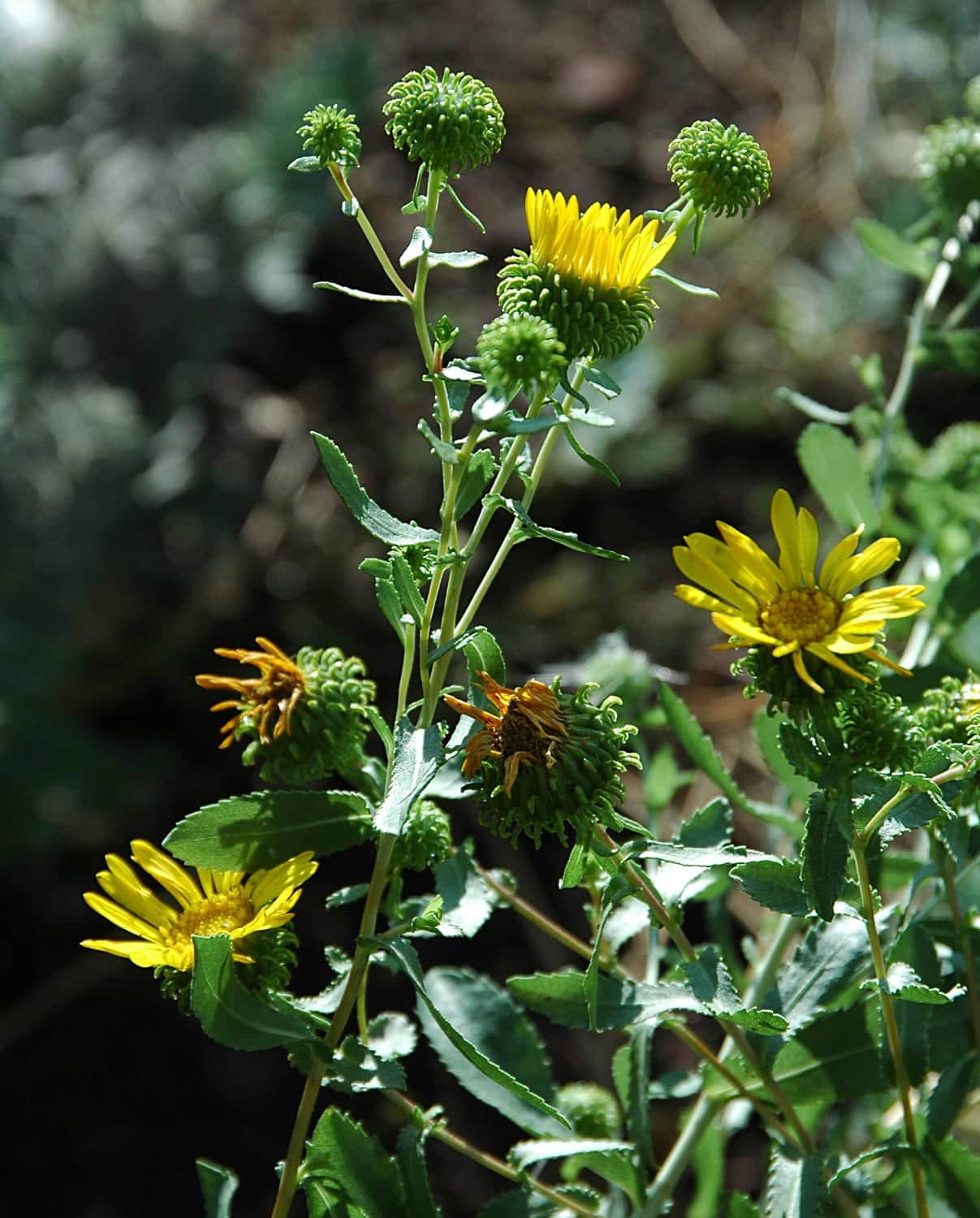 Curlycup Gumweed