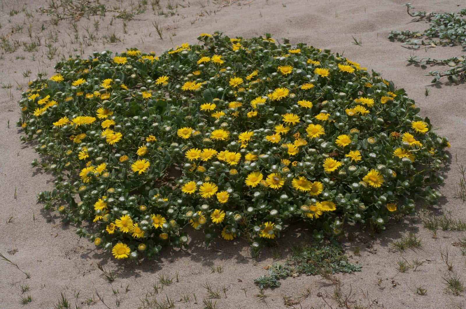 Coastal Gumweed