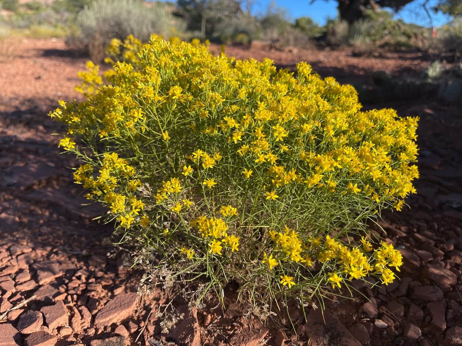 Broom Snakeweed