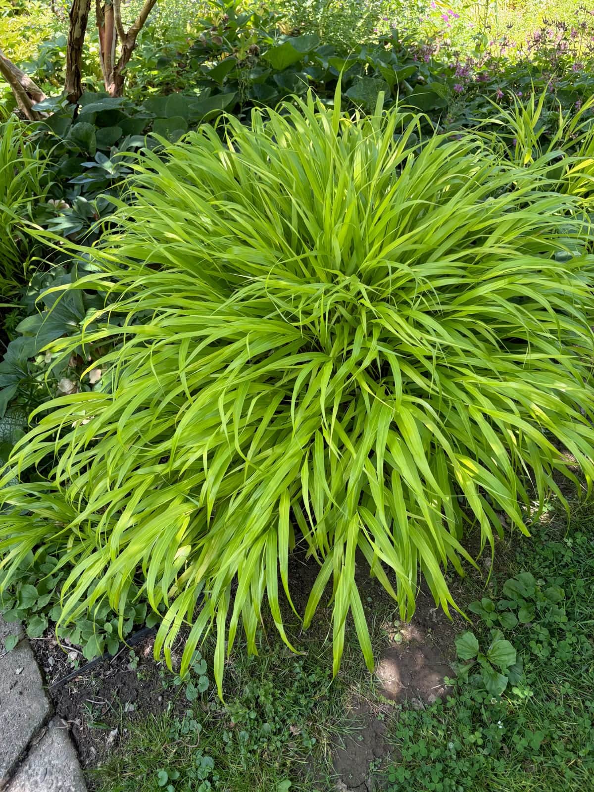 Japanese Forest Grass