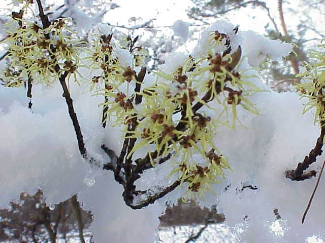 Chinese Witch Hazel