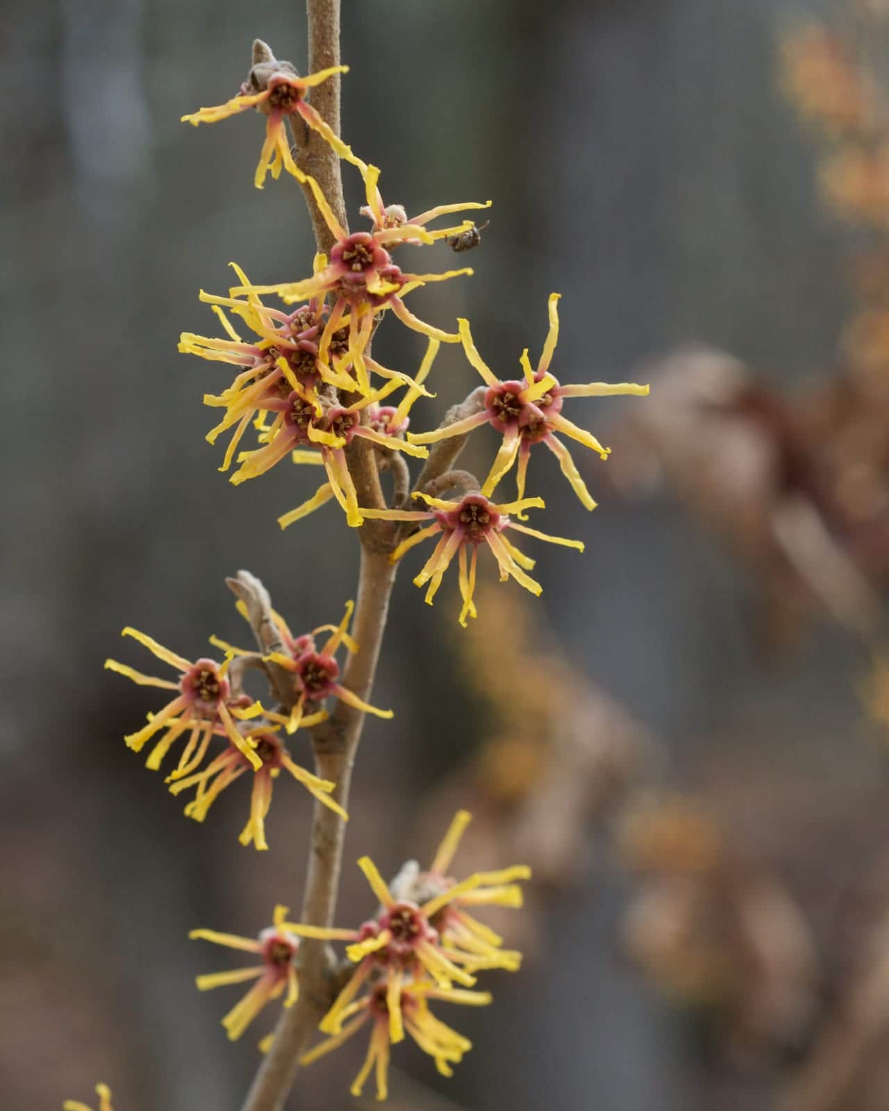 Vernal Witch Hazel