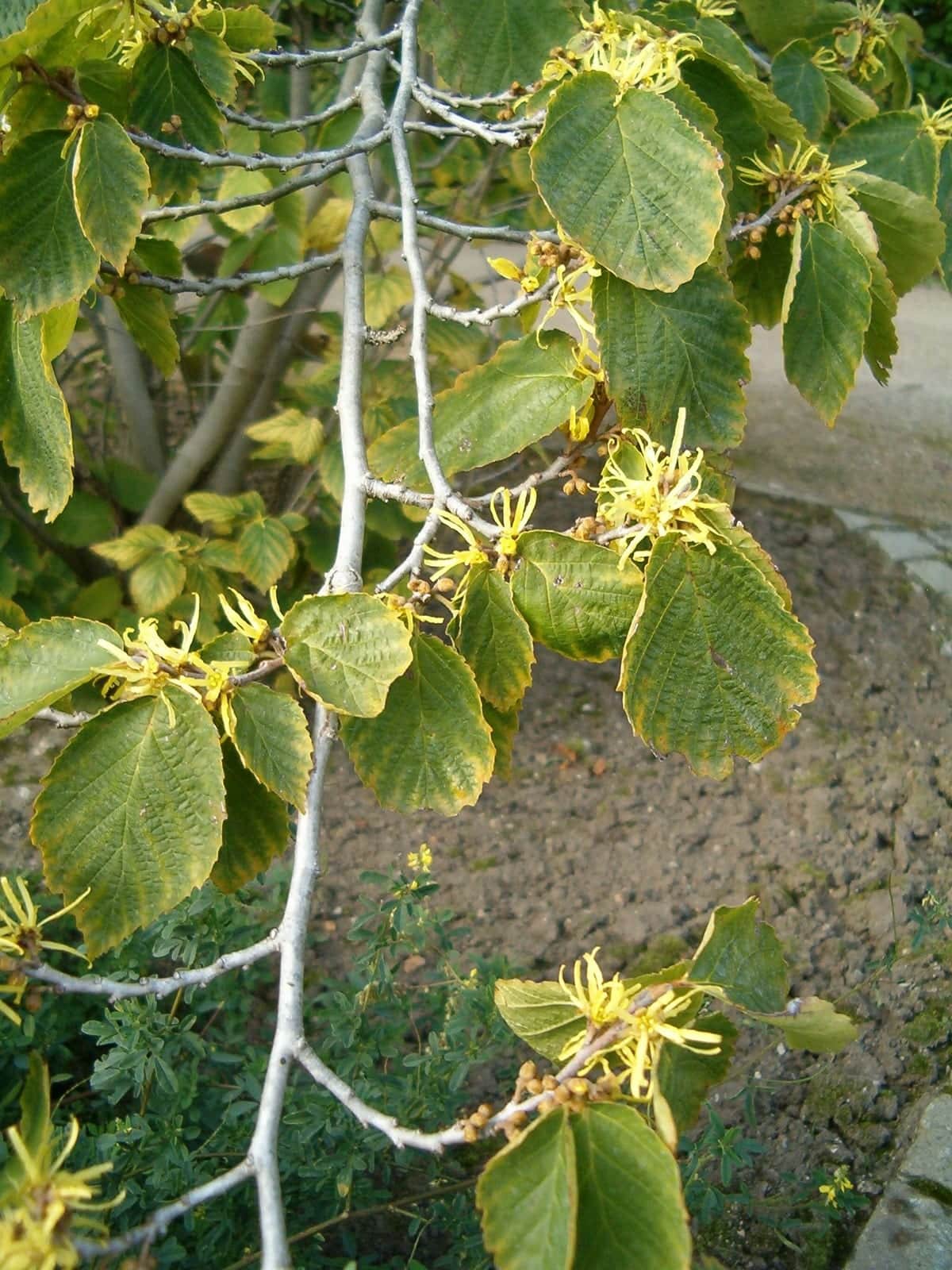 American Witch Hazel